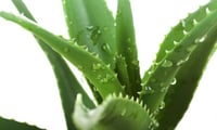 Everything you must know about Aloe Vera